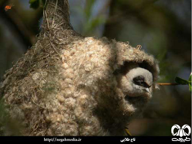 تاج طلایی کوچکتری پرنده ایران