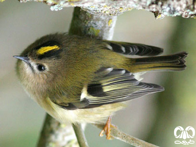 کوچکترین پرنده خاورمیانه