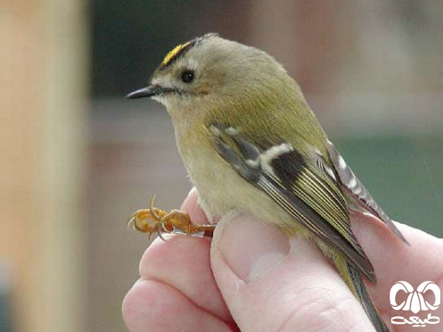 کوچکترین پرنده ایران