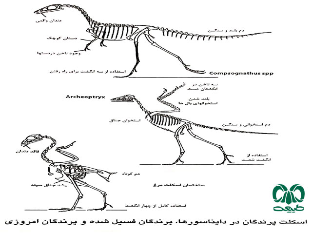 اسکلت پرندگان