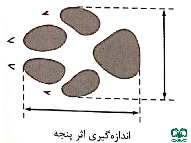 اندازه گیری اثر پنجه