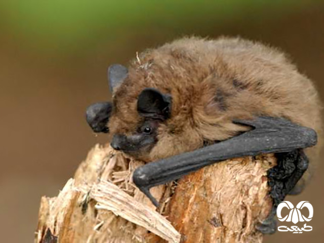 ویژگی‌های زیستی گونه خفاش لب‌ کوتاه