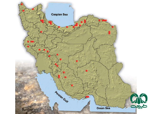 خفاش لب‌ کوتاه در ایران