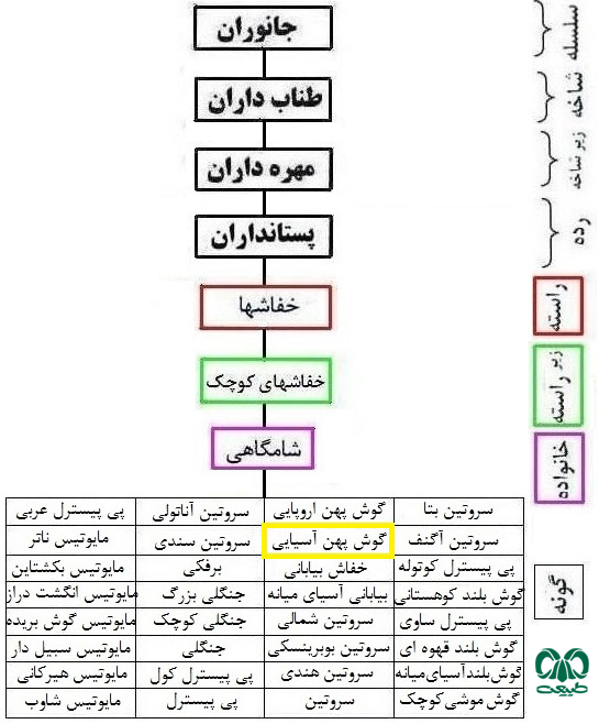  طبقه بندی گونه خفاش گوش پهن آسیایی