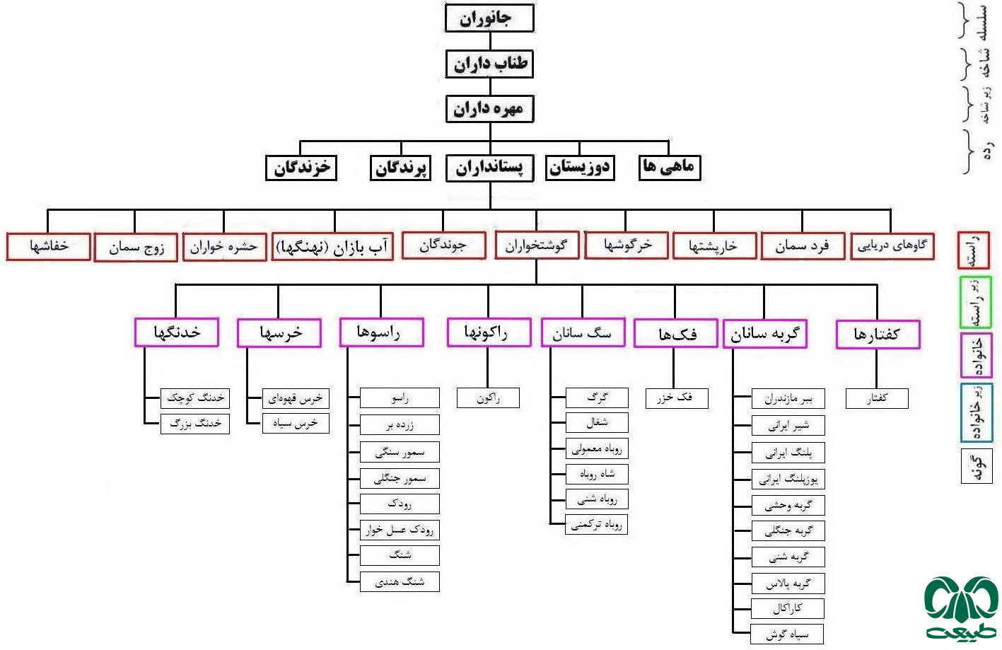 تقسیم بندی راسته گوشتخواران