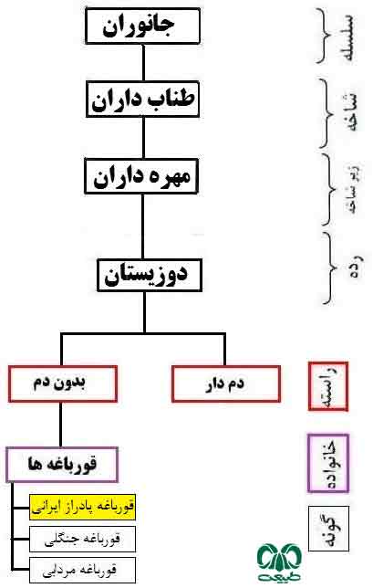 قورباغه پادراز