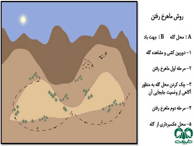 ماهرخ رفتن