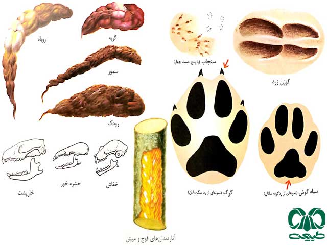 آثار و نمایه‎ها