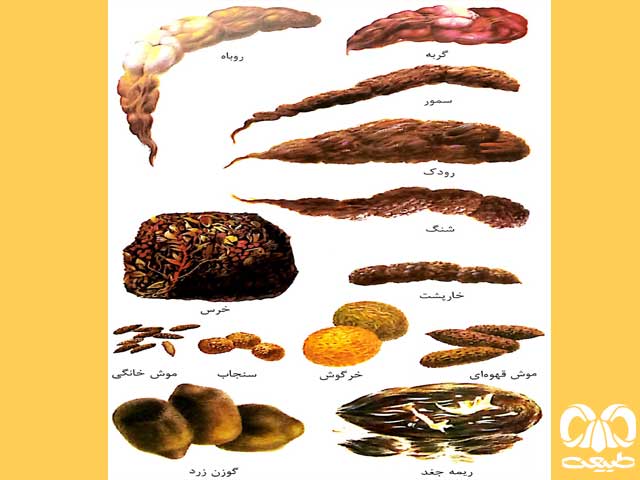 سرگین و ریمه حیوانات سرگین و ریمه