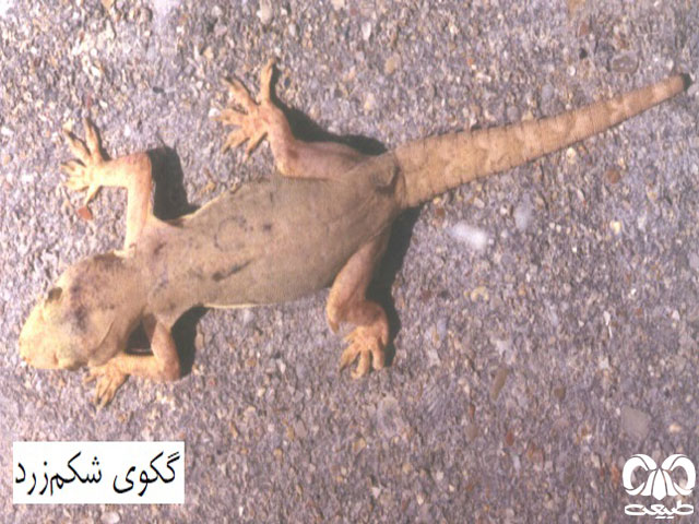 گکو شکم زرد 