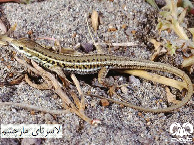 لاسرتای مار چشم