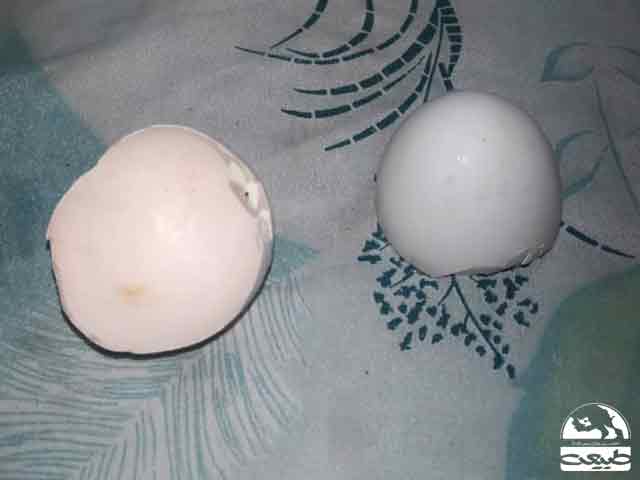 خشک کردن پوست تخم مرغ