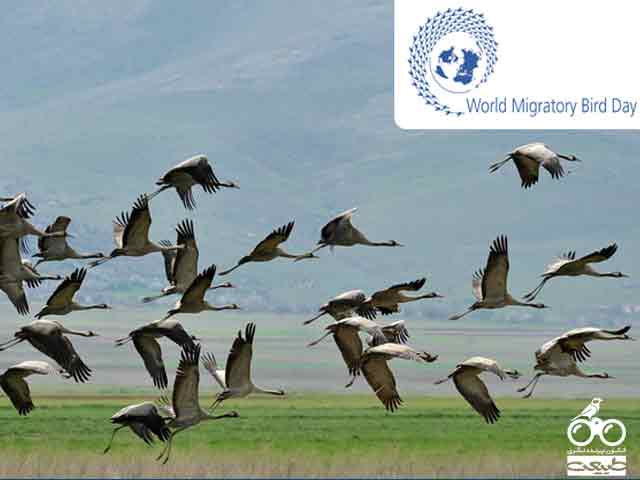 مهاجرت پرندگان