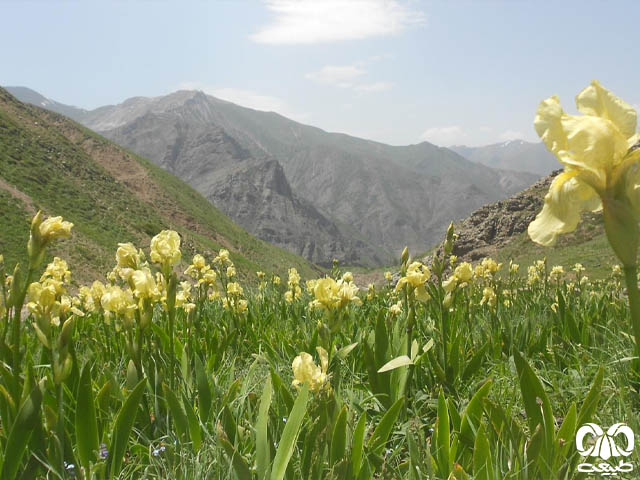 روستای درجان