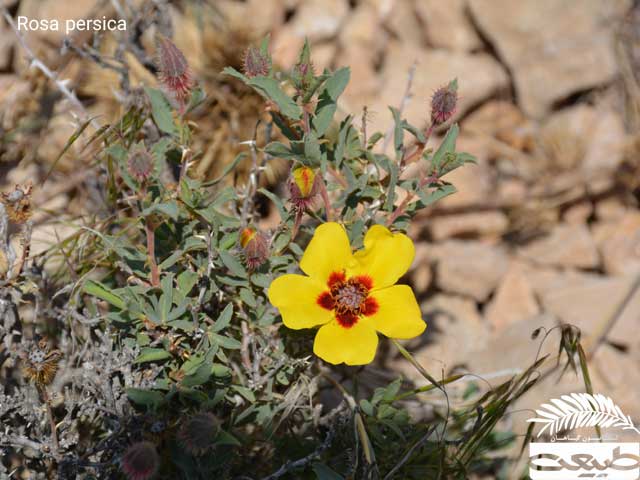 رز ایرانی