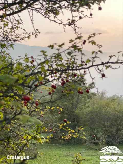 آشنایی با درختچه زالزالک 