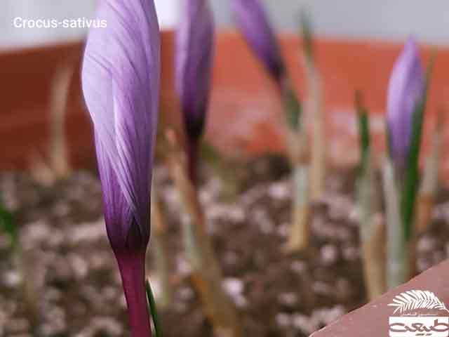 Crocus-sativus 