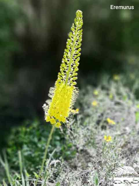 آشنایی با گیاه سریش  