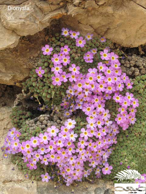 گیاه عروس سنگ، گیاه صخره زی گیاه عروس سنگ