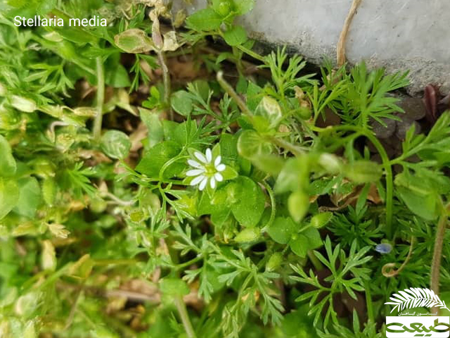 Stellaria media