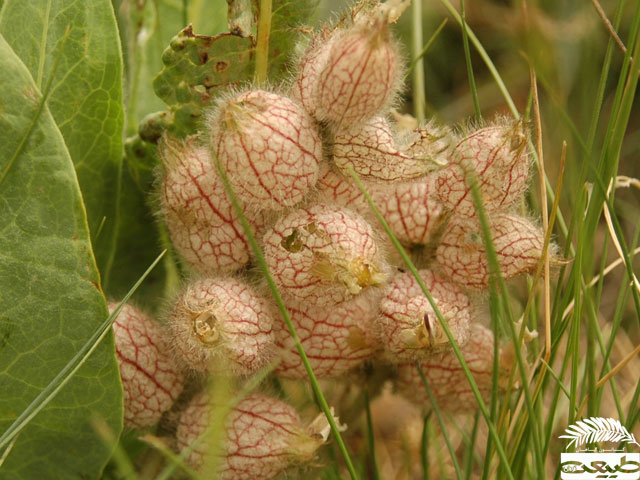 انواع گیاهان