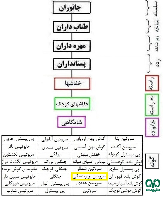 طبقه بندی گونه خفاش قره قوم 