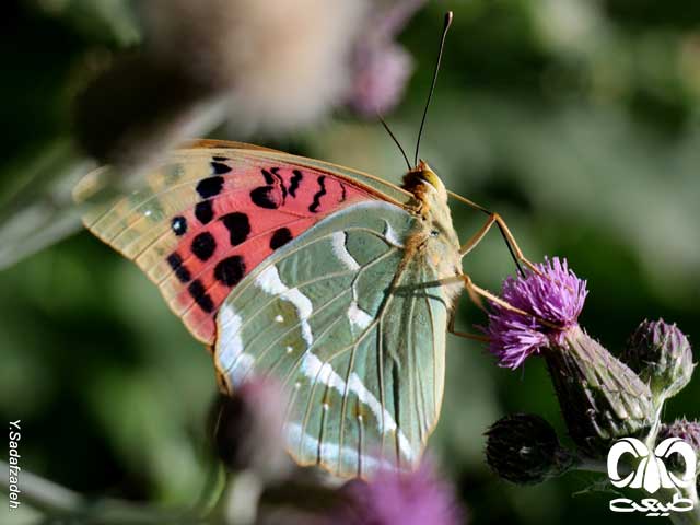 نابودی پروانه‎ها