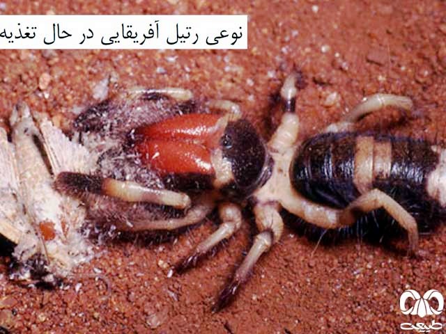 رتیل‌ها