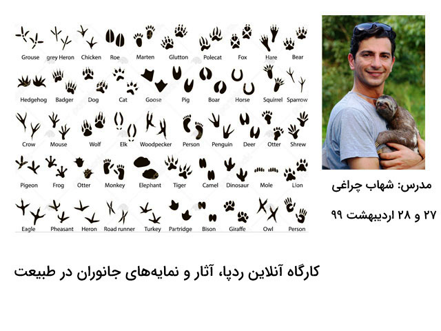 آشنایی با ردپای جانوران