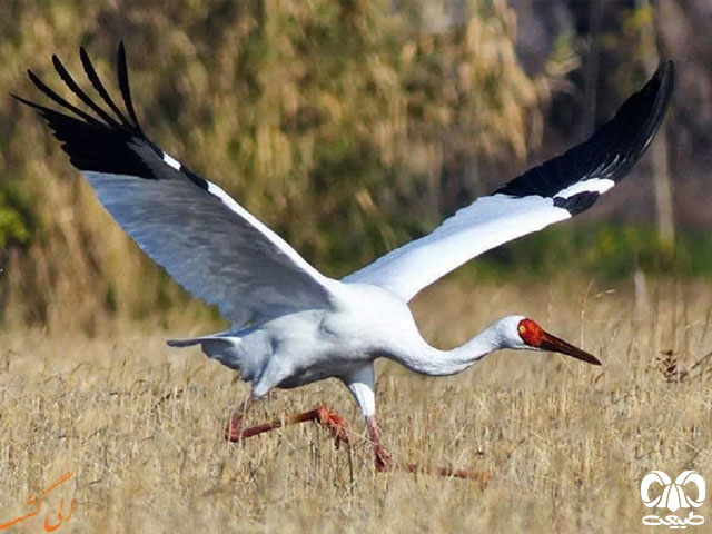 درنای سفید