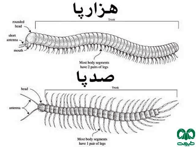 صدپا و هزارپا