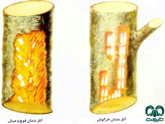 اثر دندان‌های گونه‌های پستانداران