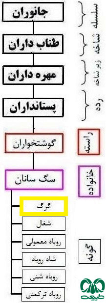  طبقه بندی گونه گرگ