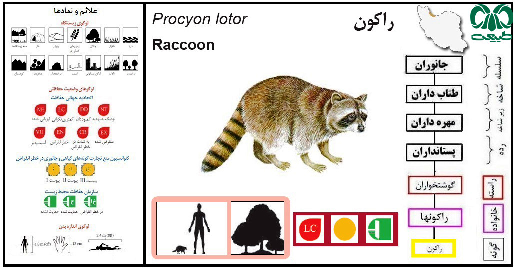 موهای راکون 