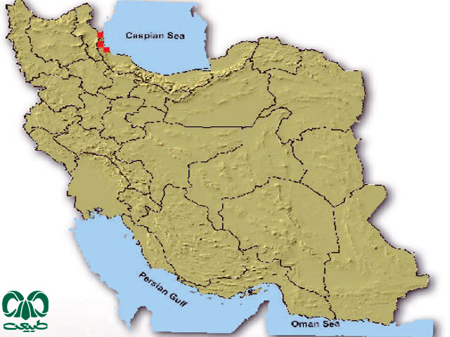 فراوانی راکون در ایران