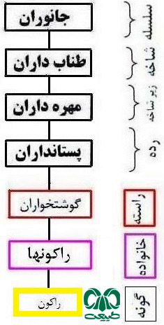 طبقه‌بندی گونه راکون