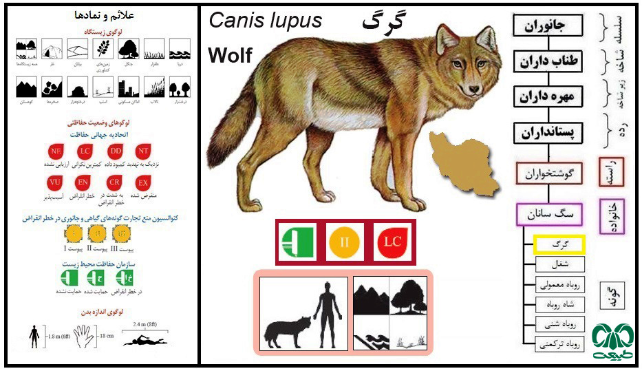 گونه گرگ Canis lupus 