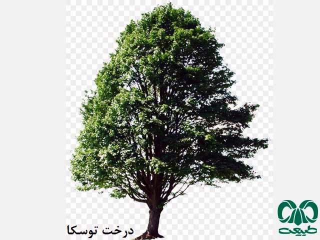 درخت توسکا