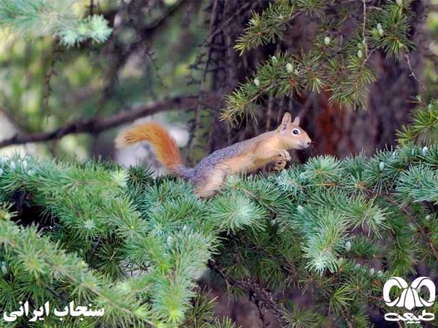 سنجاب ایرانی