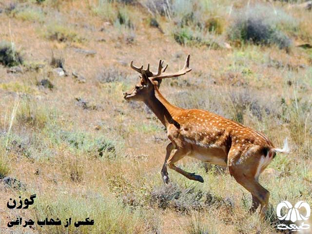 گوزن زرد ایرانی