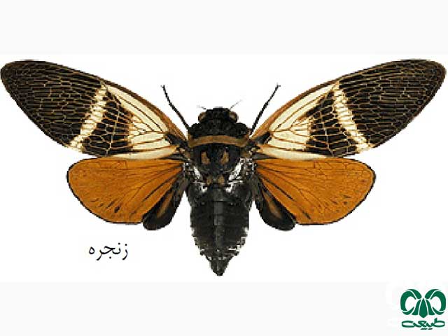 زنجره