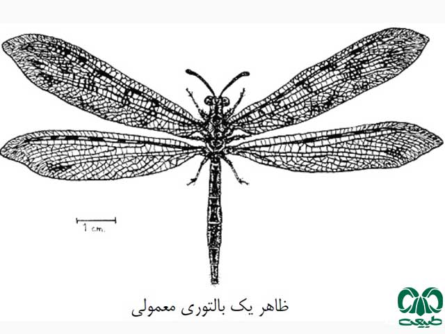 انواع حشرات