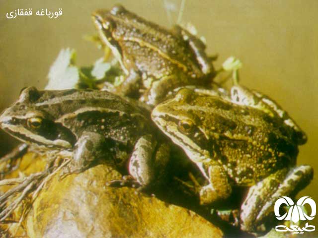 قورباغه قفقازی از گونههای دوزیستان قورباغه قفقازی