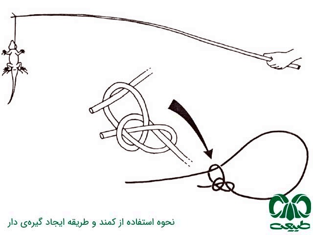 کمند یا حلقهی دار کمند
