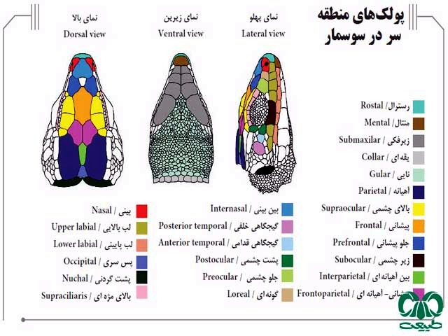 بدن مار