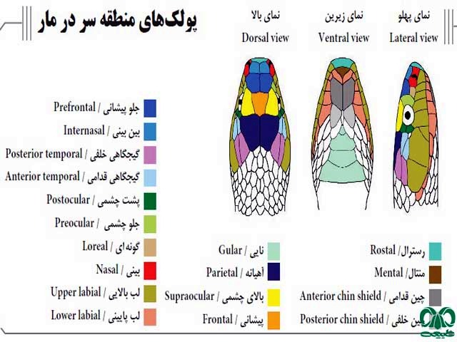 سر مار