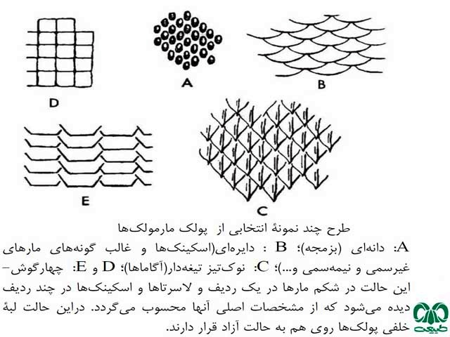 ویژگی‌های خزندگان