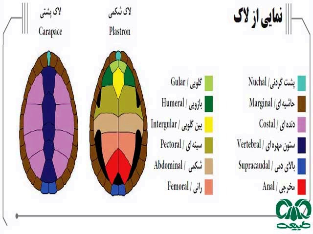 لاک