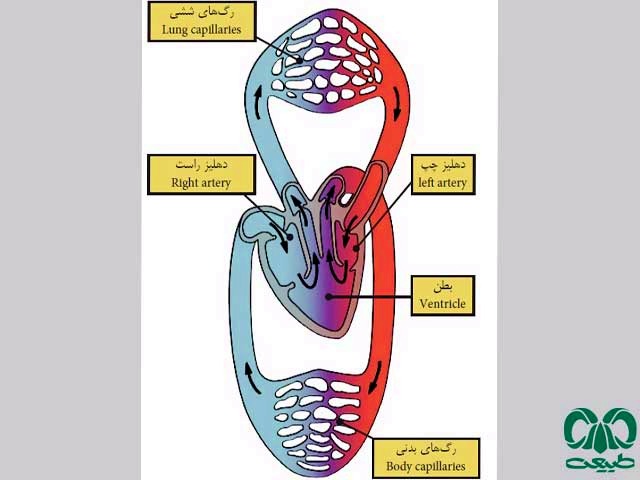  قلبی سه حفره‌ای