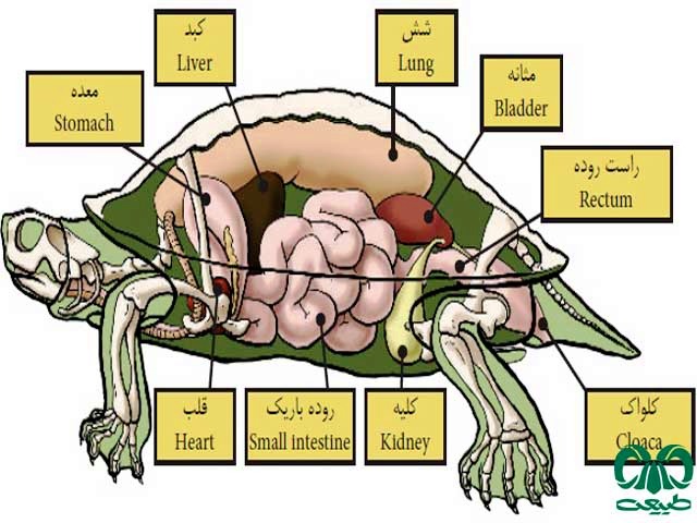  مجاری ادراری